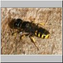 Ectemnius cavifrons oder ruficornis - Grabwespe serie16 w11.jpg